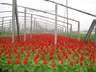 青州森淼花卉基地 優(yōu)質雞冠花的生產與供應