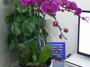 天津花卉綠植 從觀賞到生活，一站式生態服務體驗