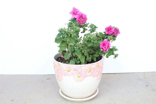 云上田園夏季花卉展 當爛漫鮮花邂逅青翠蔬菜的生態(tài)交響