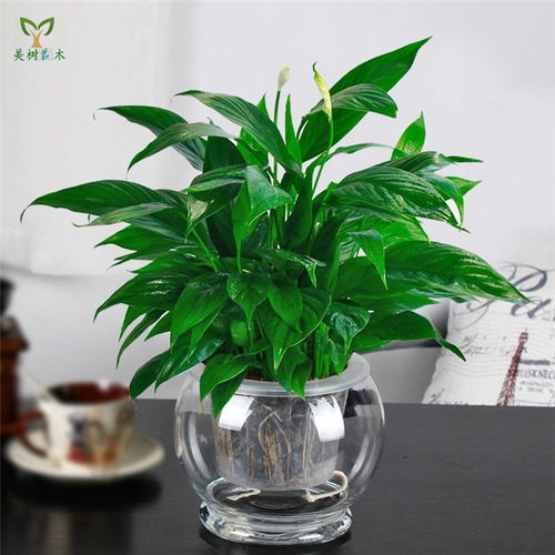 武漢美樹花木 綠植盆景出租與蔬菜種植的多元化城市生態(tài)解決方案