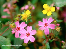 花卉攝影壁紙 一花一世界，捕捉自然的詩意瞬間