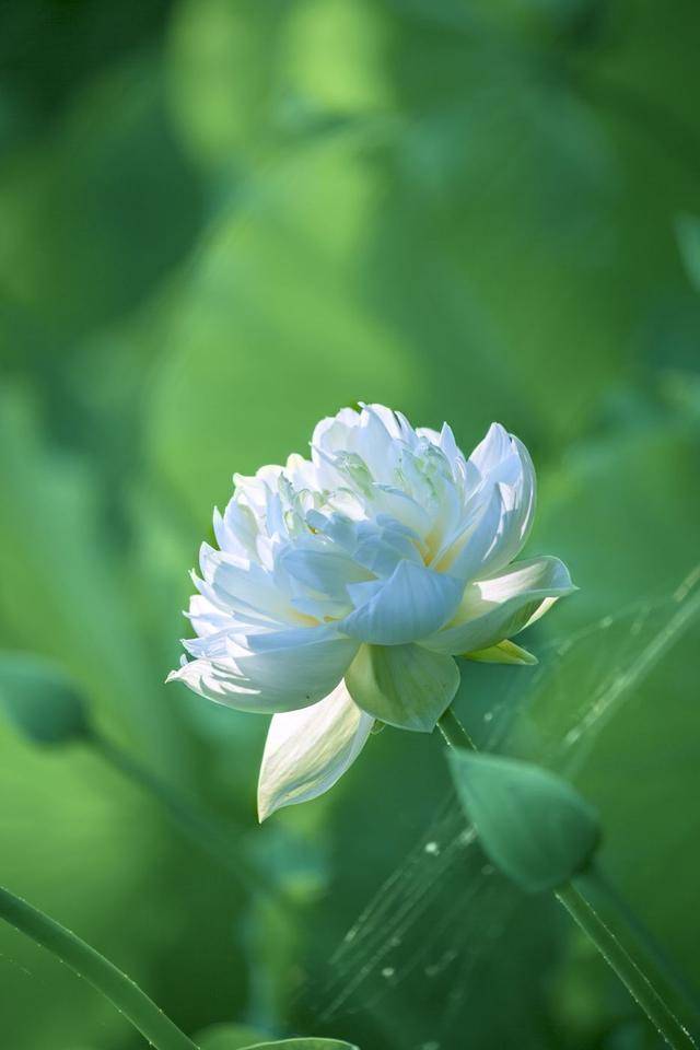 荷韻蔬香，雨中尋幽 花卉攝影與蔬菜美學的清涼對話